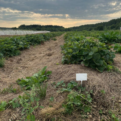 Healthy soil and young plants representing regenerative agriculture